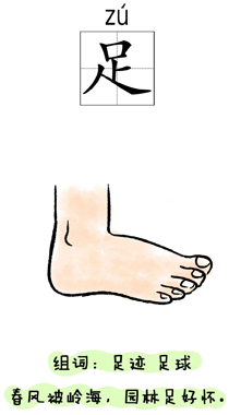 汉字学习:身体:足