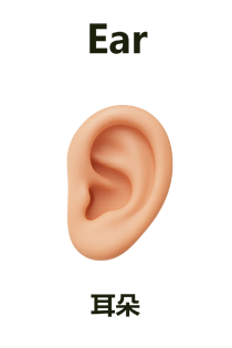 Ear