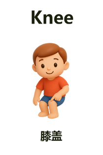 Knee