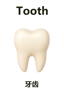 Tooth